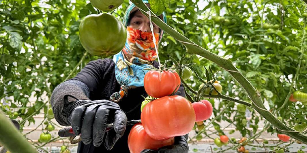 Güneş enerjisi destekli topraksız üretim: Yılda 600 tonu buluyor 1